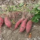 Scalloped Yukon Gold and Sweet Potato Gratin with Fresh Herbs